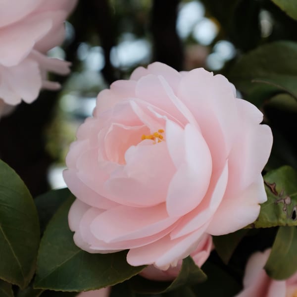 Camellia