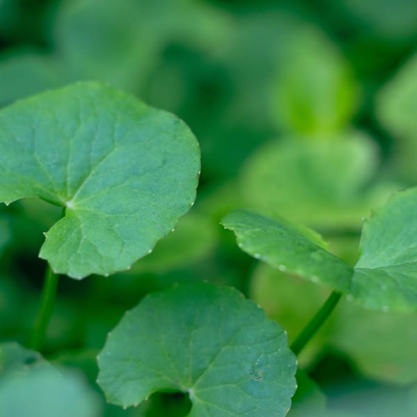 Centella Asiatica