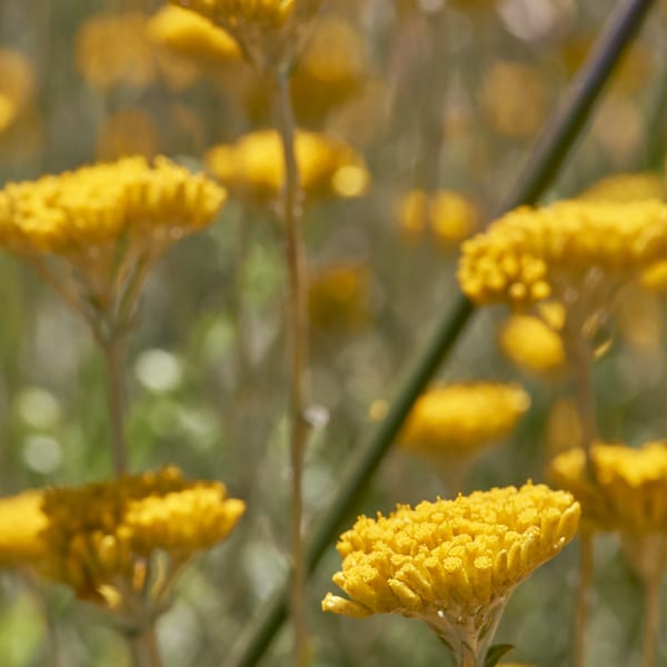 Immortelle