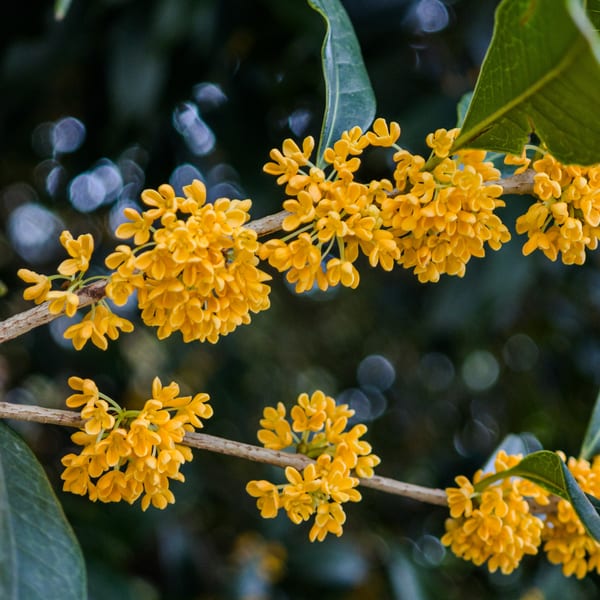 Osmanthus