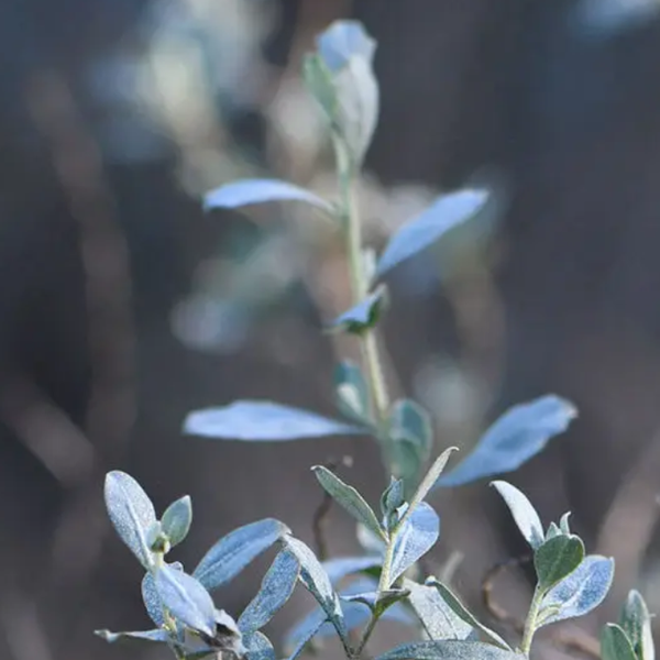 Australian Saltbush
